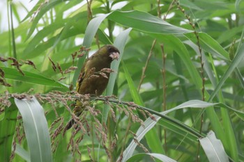 Tue, 6/27/2023 Birding report at 酒臭川