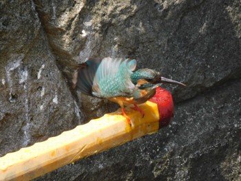 2023年6月28日(水) 妙正寺川の野鳥観察記録