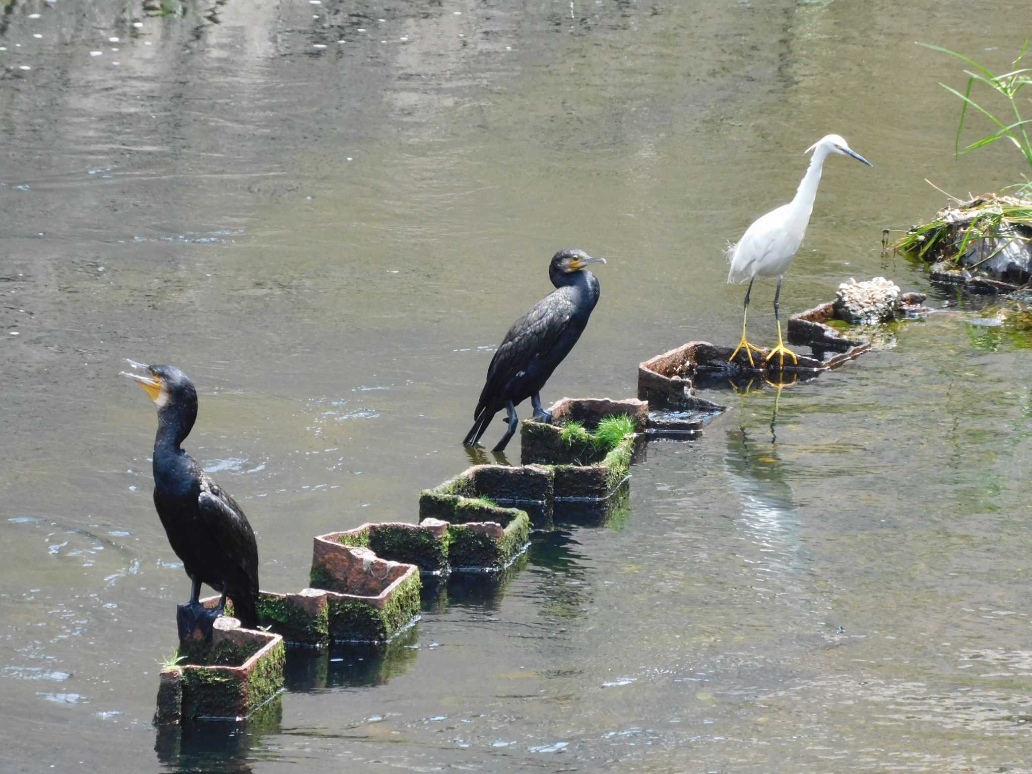 カワウとコサギ