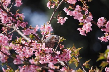 ヒヨドリ 北総花の丘公園 2023年3月11日(土)