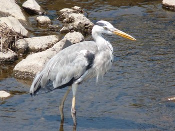 Sat, 7/14/2018 Birding report at 境川(境橋付近)