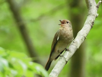 2023年6月28日(水) 早戸川林道の野鳥観察記録