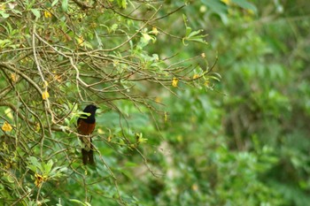 アカハラシキチョウ 台湾 菅田 2023年6月3日(土)