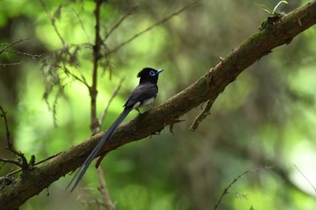 サンコウチョウ 場所が不明 2023年6月26日(月)