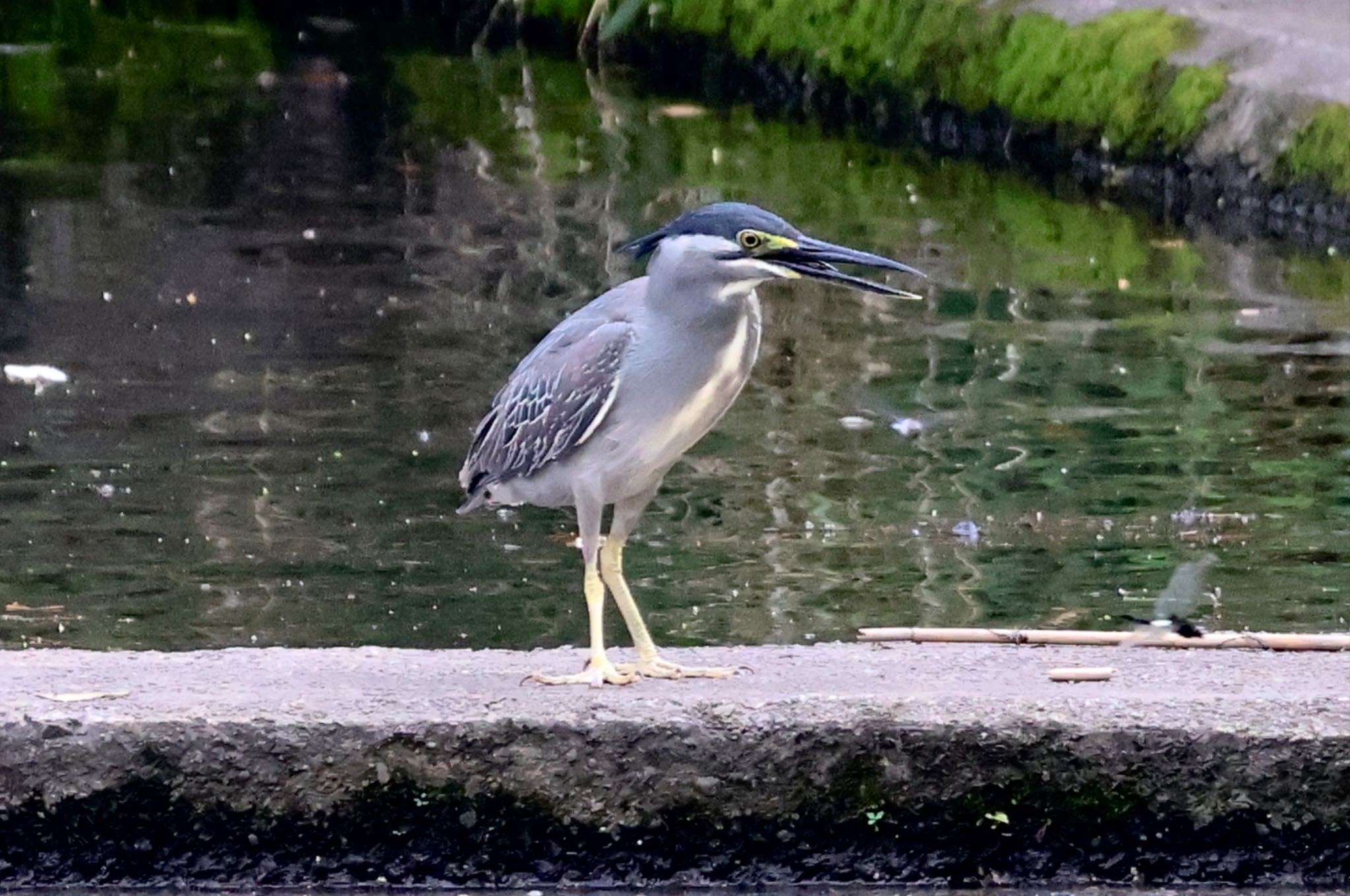 Striated Heron