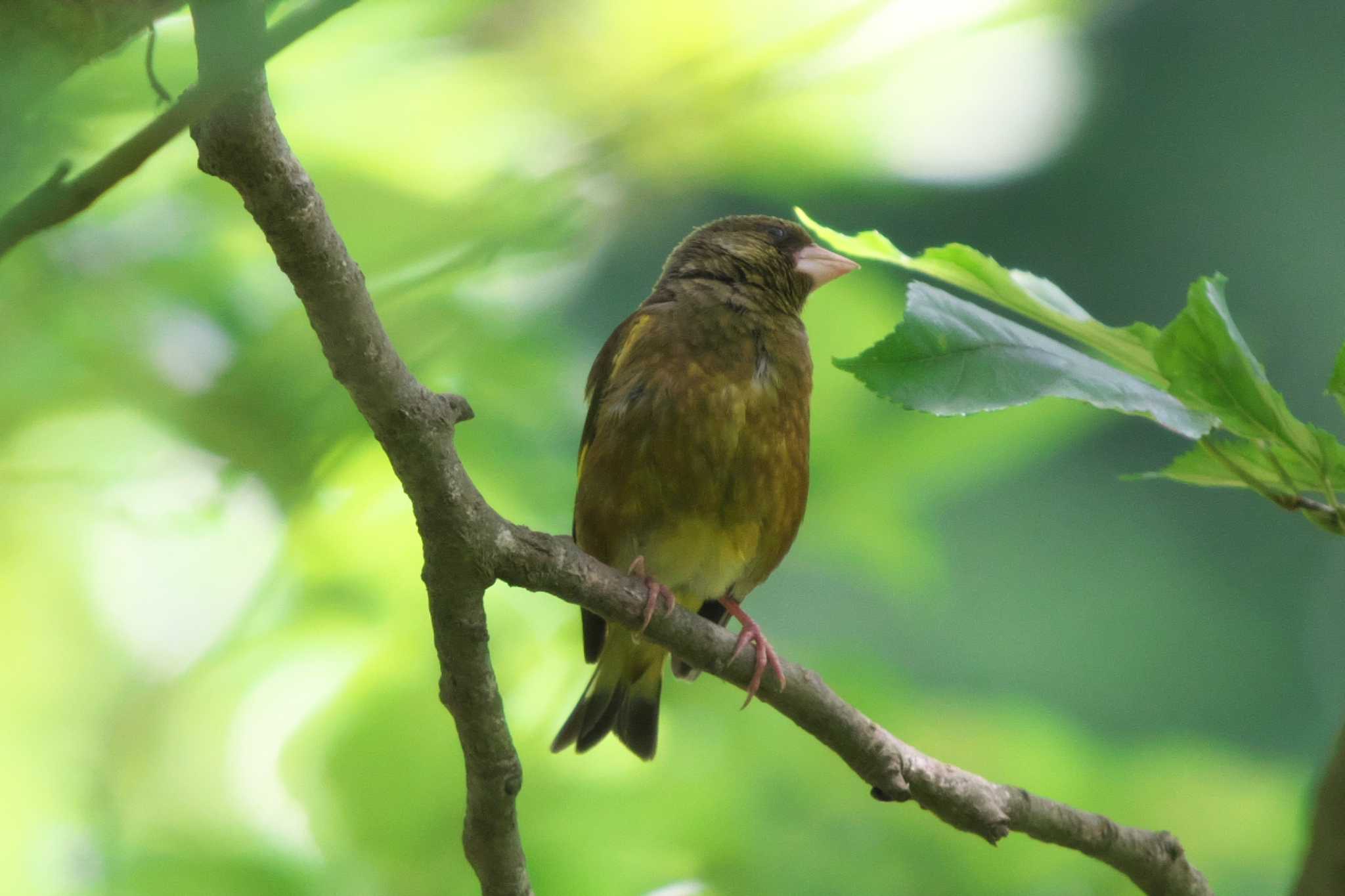 Photo of Grey-capped Greenfinch at 池子の森自然公園 by Y. Watanabe