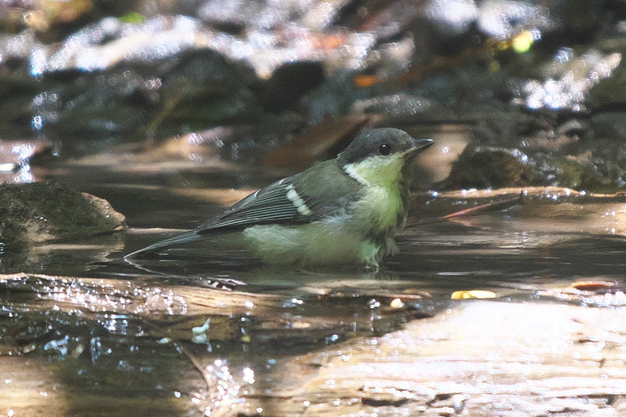 Photo of Japanese Tit at 池子の森自然公園 by Y. Watanabe