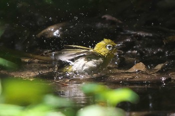 Wed, 6/28/2023 Birding report at 池子の森自然公園