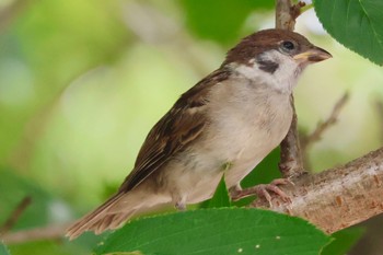 スズメ 小畔水鳥の郷公園 2023年6月28日(水)