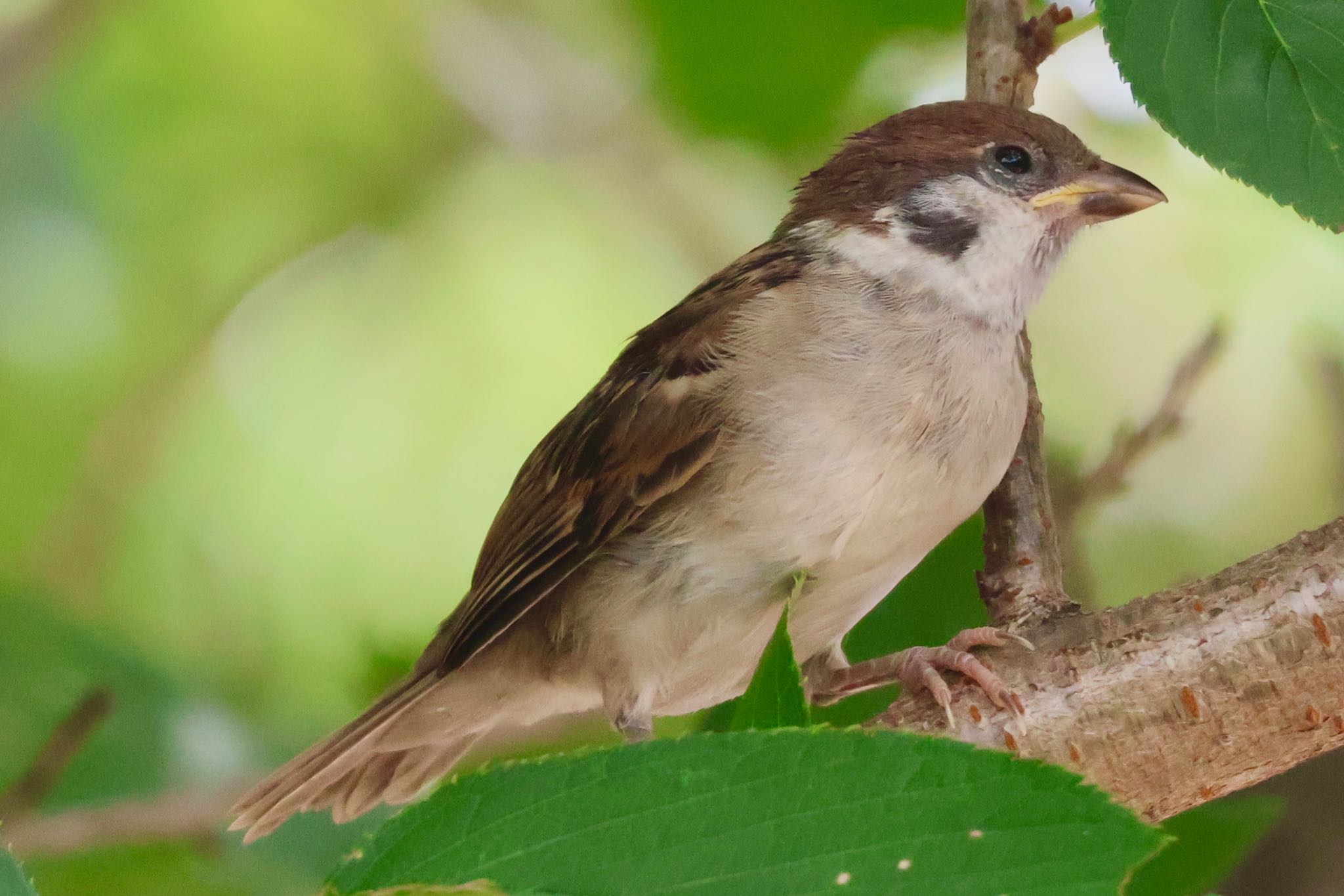 Eurasian Tree Sparrow