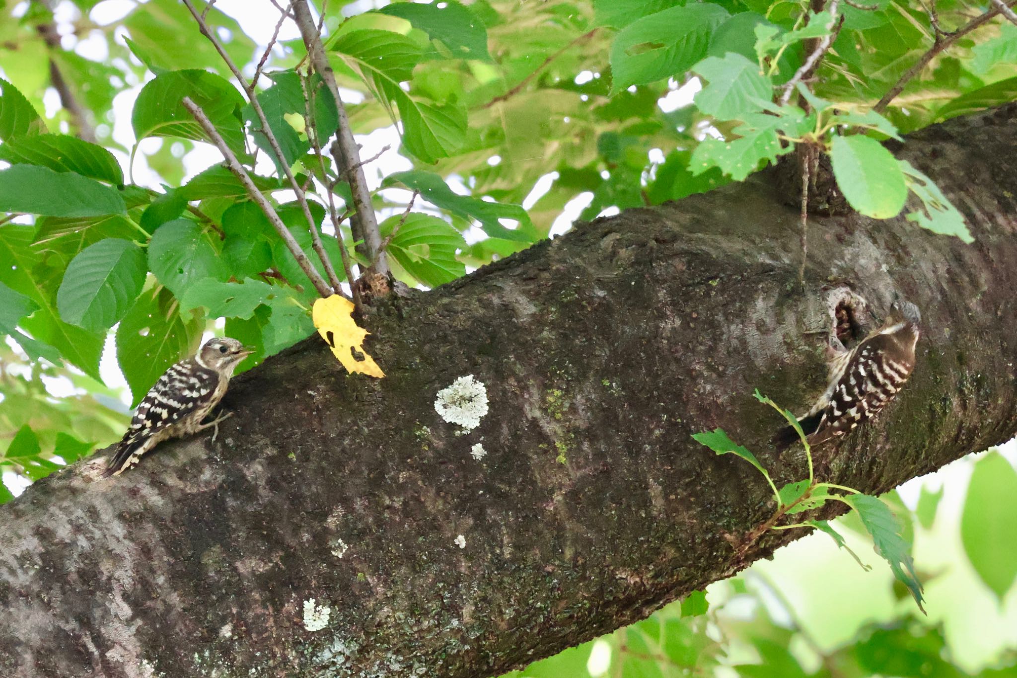 Japanese Pygmy Woodpecker