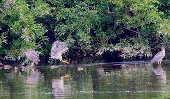 Wed, 6/28/2023 Birding report at 小畔水鳥の郷公園