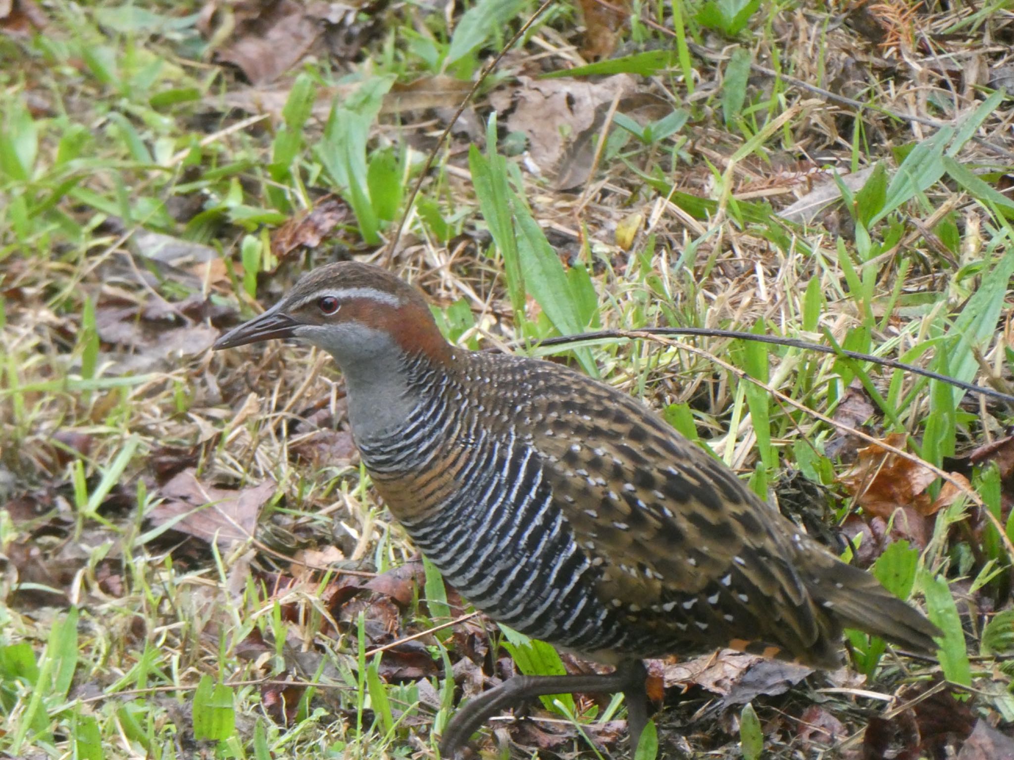 Photo of Buff-banded Rail at Centennial Park (Sydney) by Maki