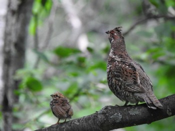 Sun, 6/18/2023 Birding report at ピョウタンの滝(中札内村)