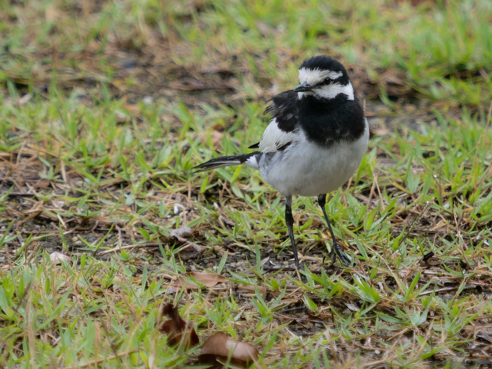 White Wagtail