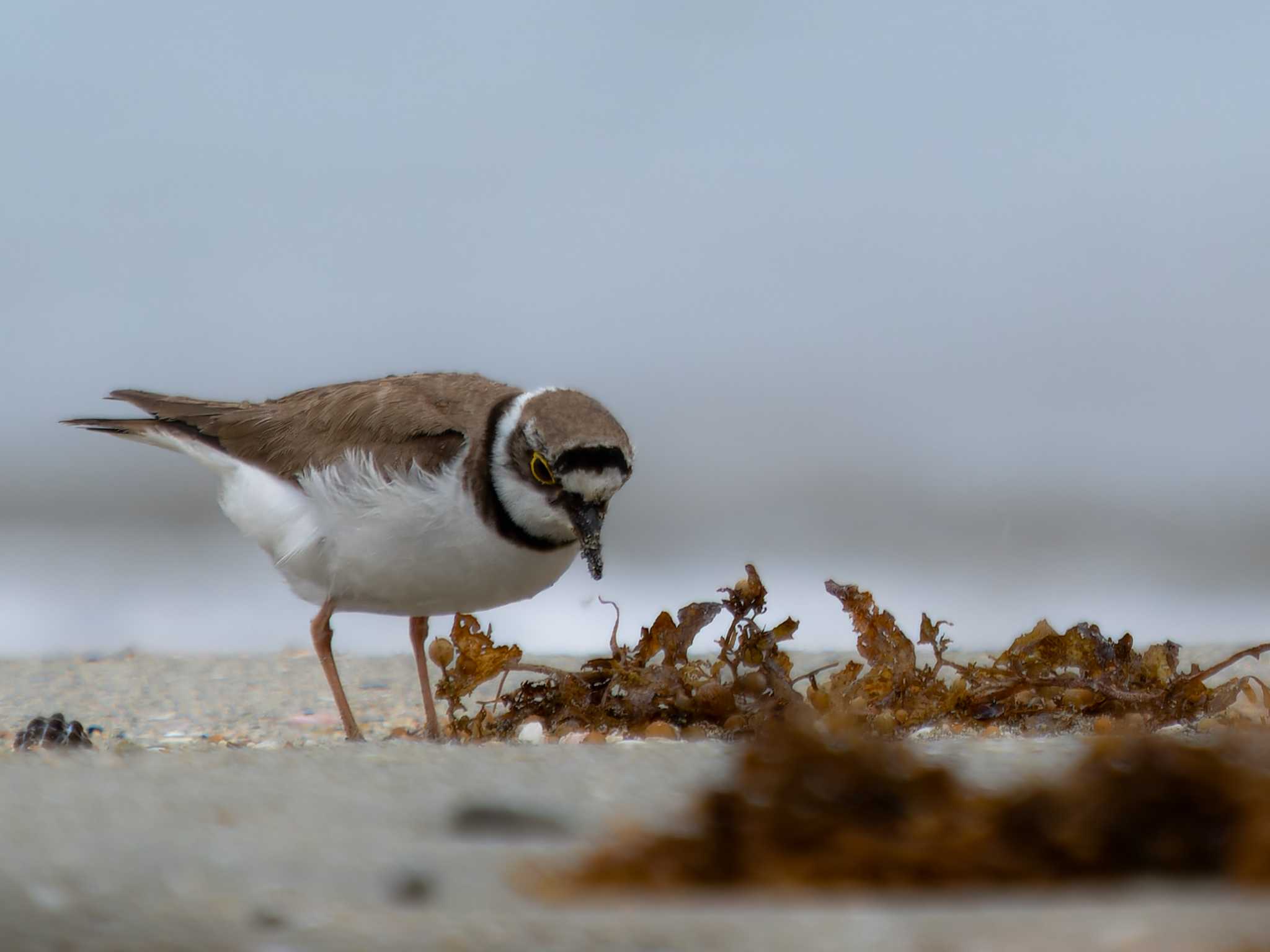 Little Ringed Plover