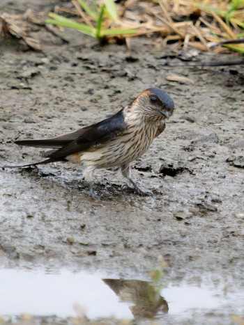 Red-rumped Swallow 野母崎 樺島(長崎市) Sun, 6/25/2023