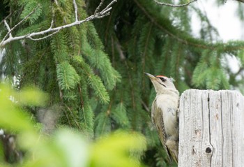 Grey-headed Woodpecker 北海道 Sun, 6/18/2023