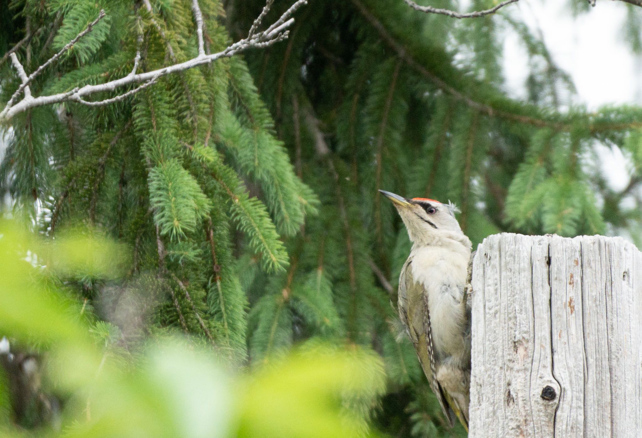 Photo of Grey-headed Woodpecker at 北海道 by マルCU