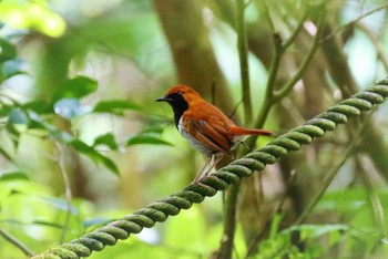 ホントウアカヒゲ やんばる国立公園 2023年6月25日(日)