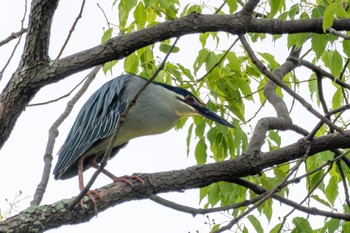 Striated Heron Unknown Spots Wed, 6/28/2023