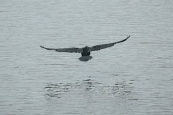 Great Cormorant Unknown Spots Mon, 6/26/2023