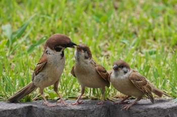 2023年6月25日(日) 大阪市の野鳥観察記録