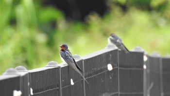 Barn Swallow 南部山健康運動公園(青森県八戸市) Thu, 6/15/2023