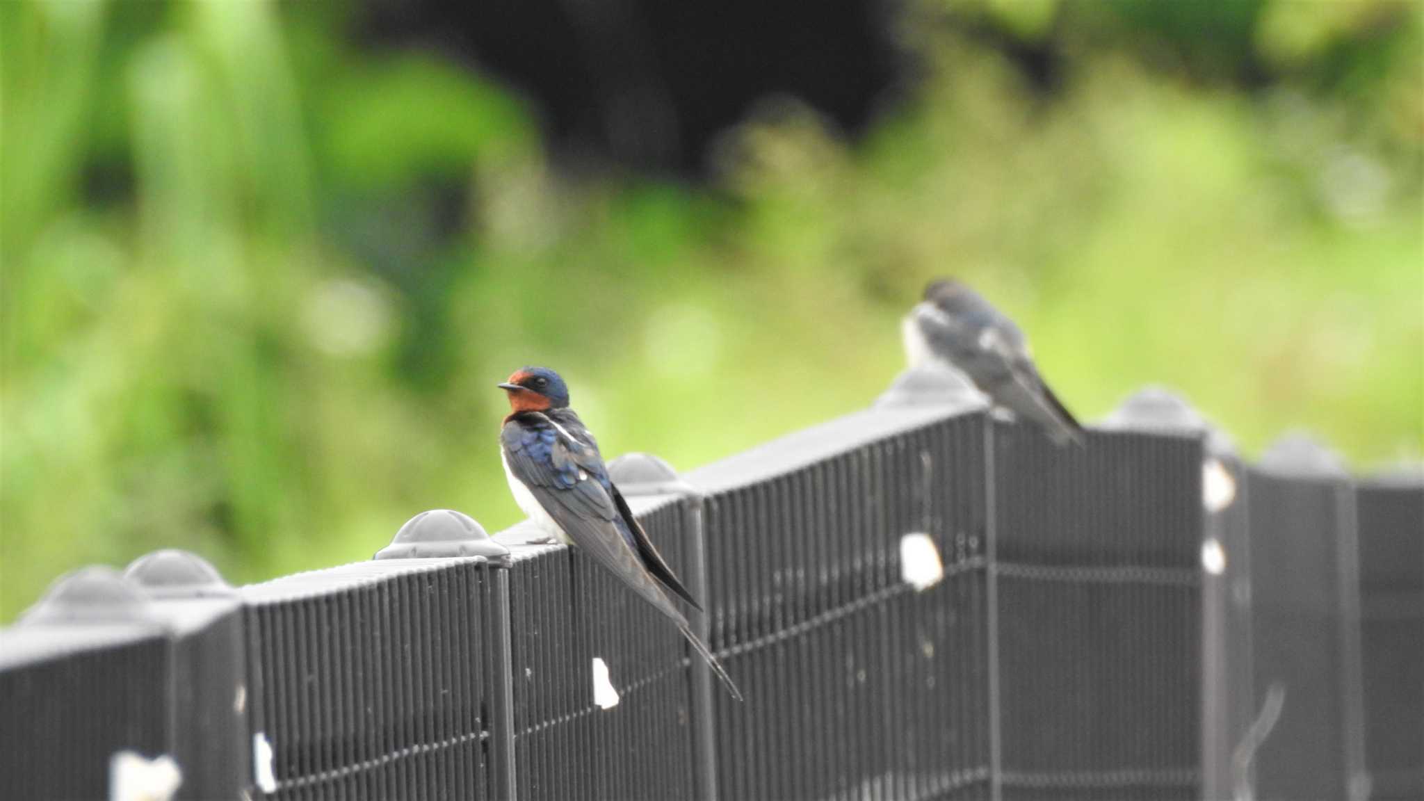 Barn Swallow