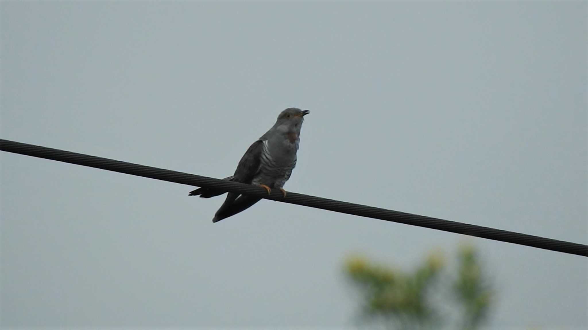 Photo of Common Cuckoo at 南部山健康運動公園(青森県八戸市) by 緑の風