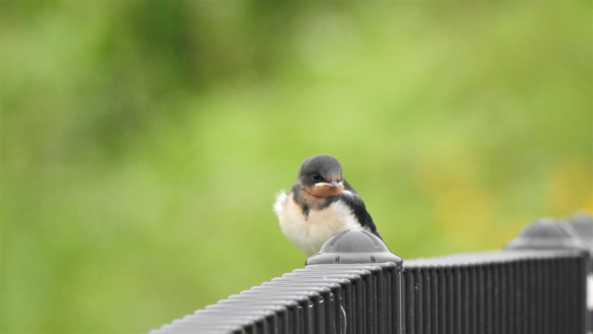 Barn Swallow