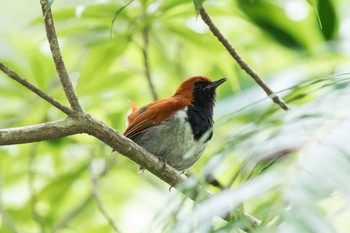 Okinawa Robin 辺野喜ダム Thu, 8/2/2018