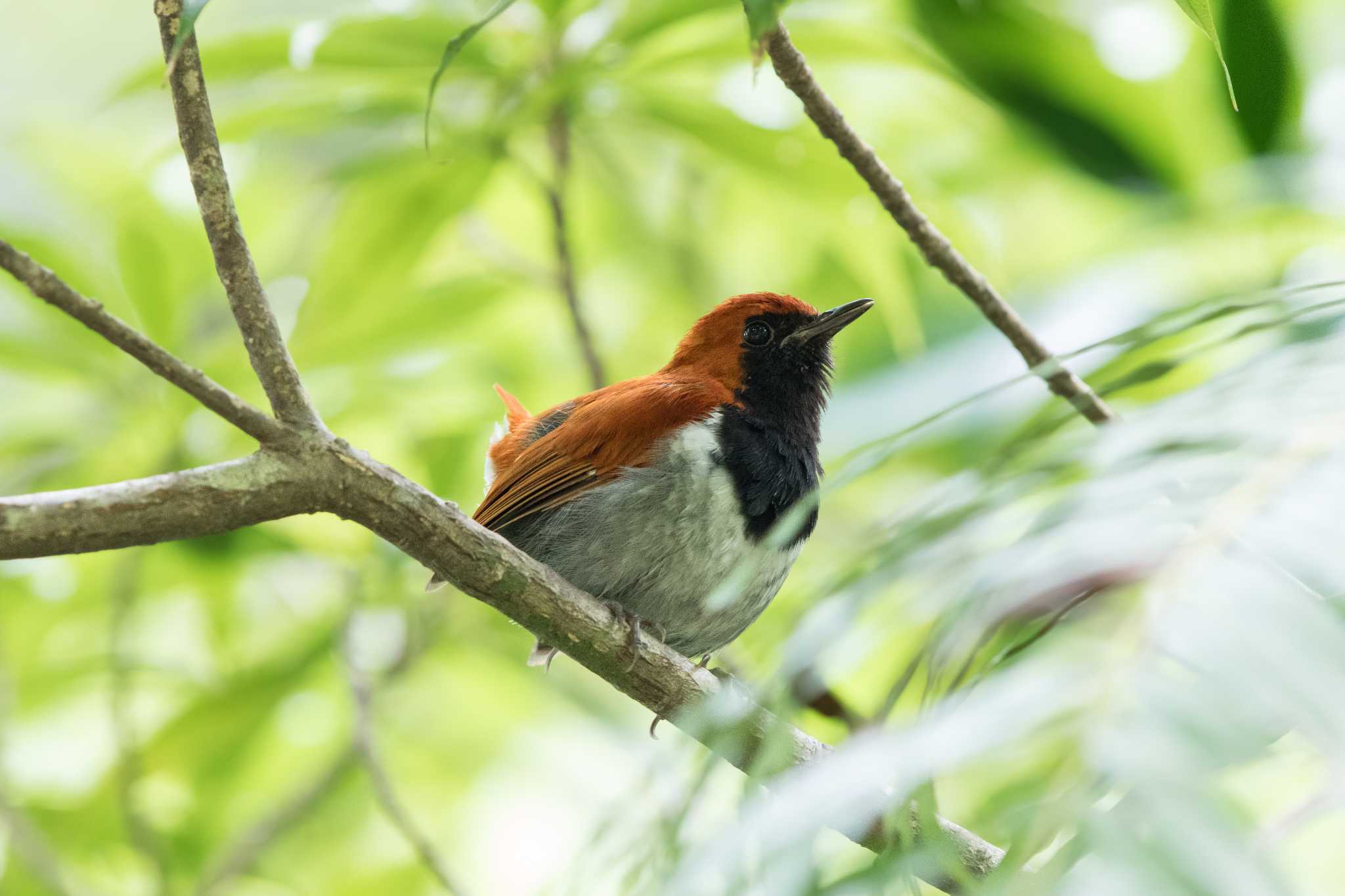 ホントウアカヒゲ