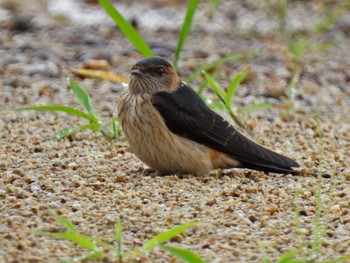 Red-rumped Swallow 日本ラインうぬまの森 Wed, 6/28/2023