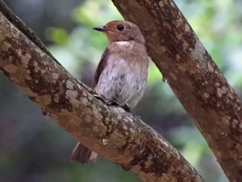 Blue-and-white Flycatcher 日本ラインうぬまの森 Wed, 6/28/2023