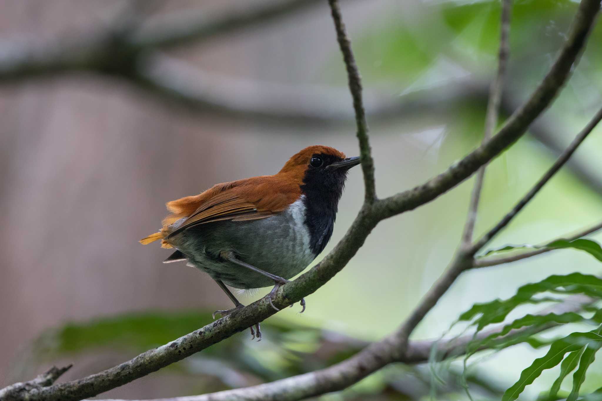 ホントウアカヒゲ