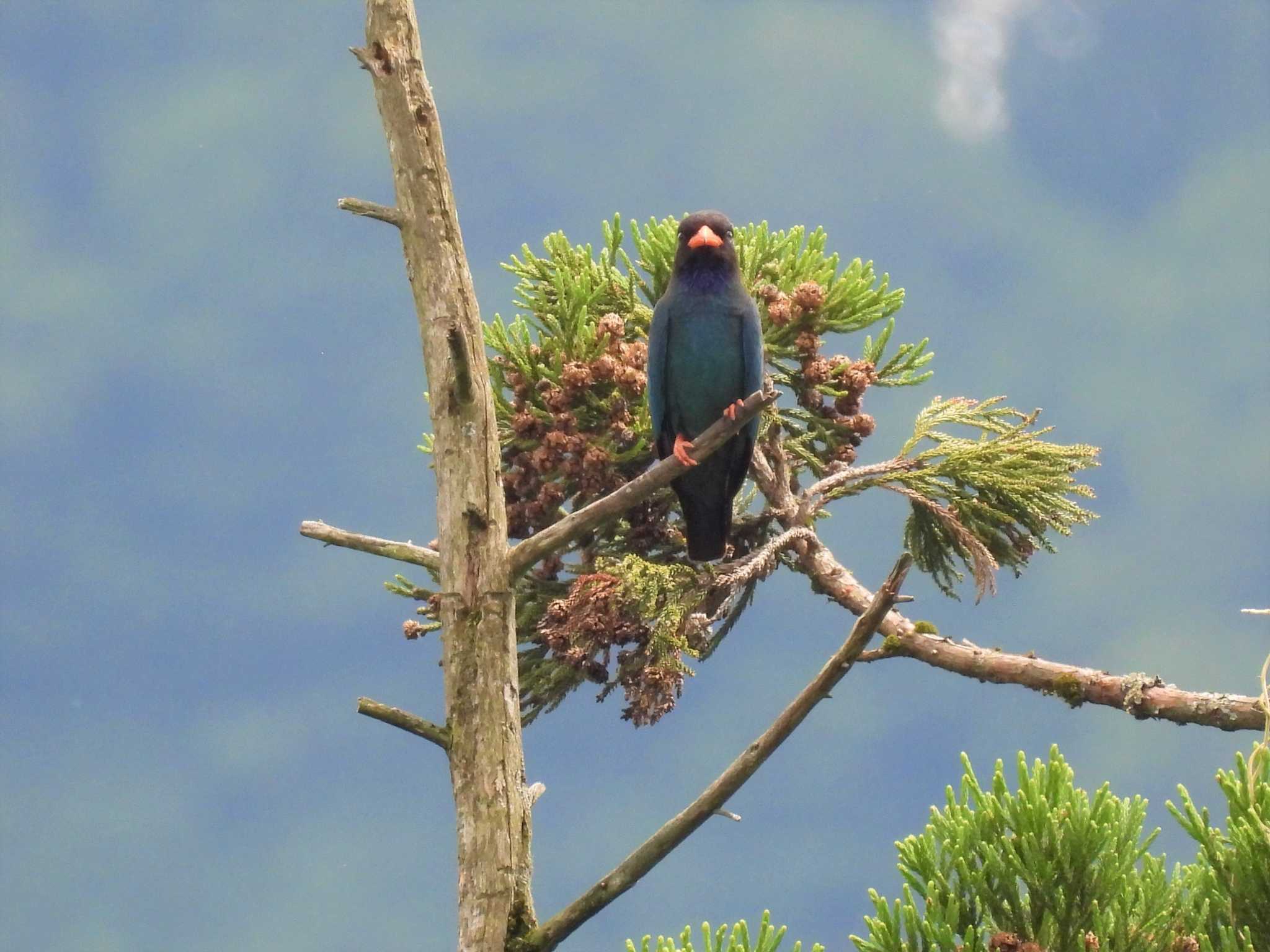 松之山 ブッポウソウの写真