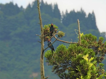 ブッポウソウ 松之山 2023年6月25日(日)