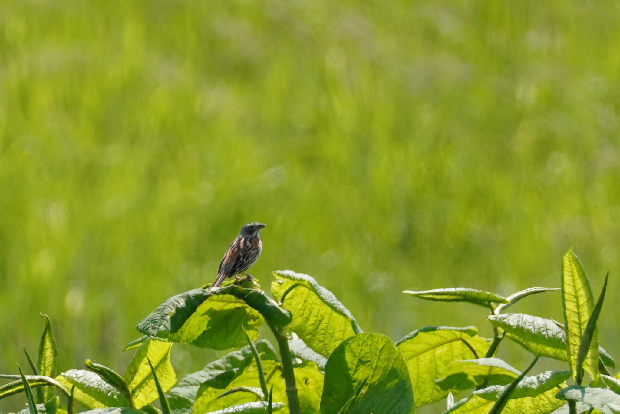 石狩 茨戸川 ホオアカの写真