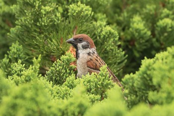 Eurasian Tree Sparrow 北海道　函館市 函館空港 Sun, 8/5/2018