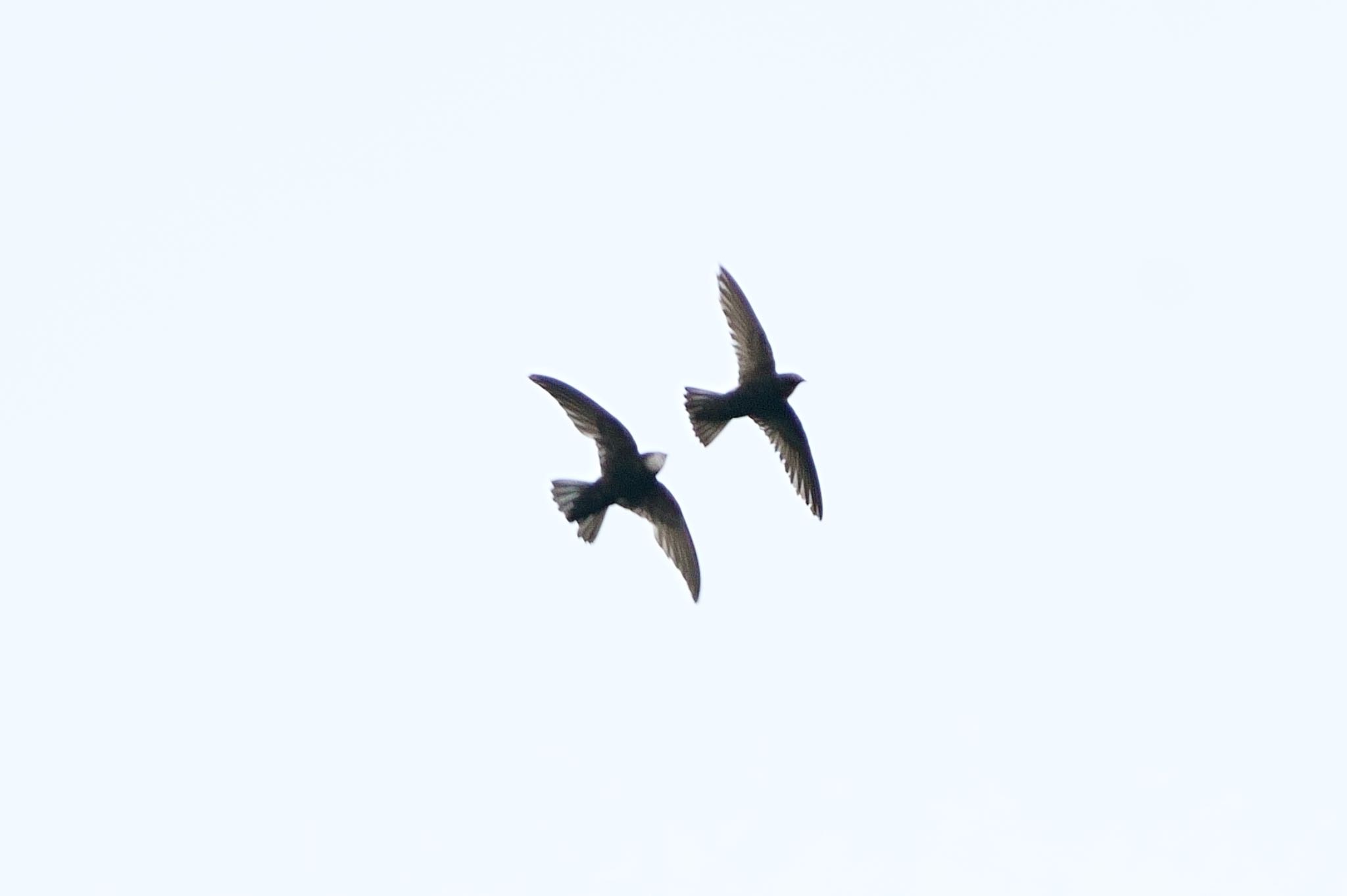 Photo of House Swift at 仲良し by アカウント5227