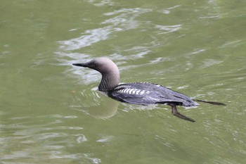 Pacific Loon 大阪府 Tue, 6/27/2023