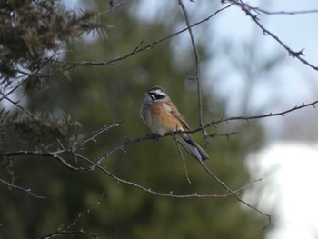 Meadow Bunting 清里 Sat, 12/24/2022