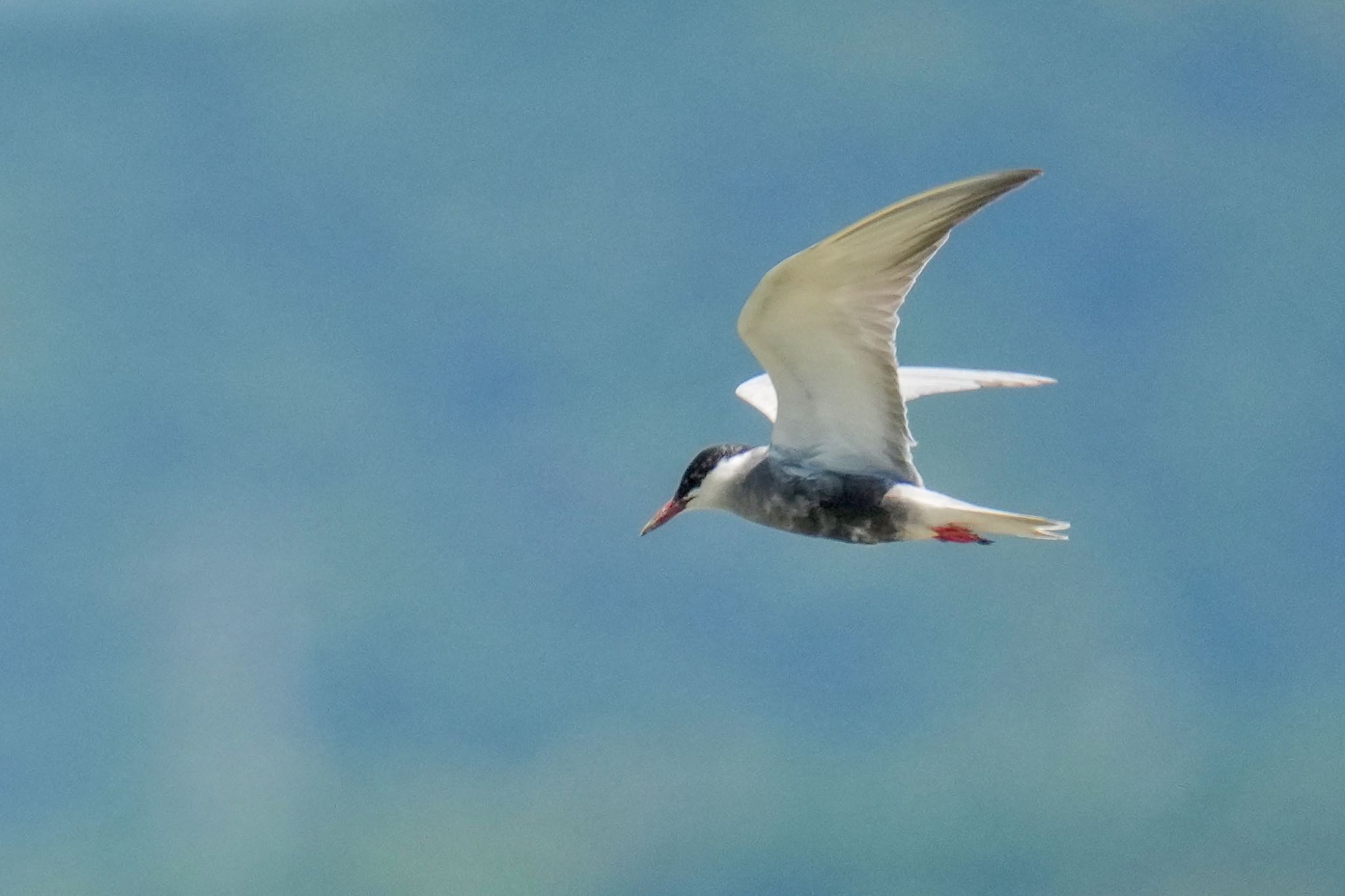 Whiskered Tern