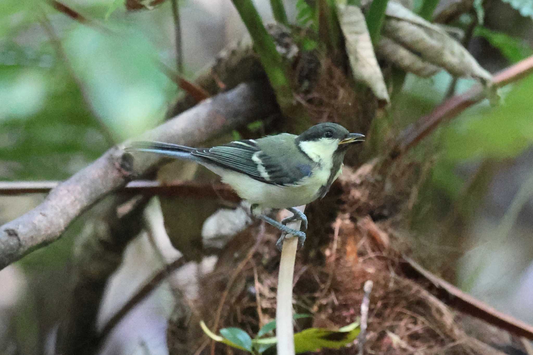 明石公園のシジュウカラ