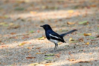 2018年7月13日(金) デイリーファーム自然公園 (Singapore)の野鳥観察記録