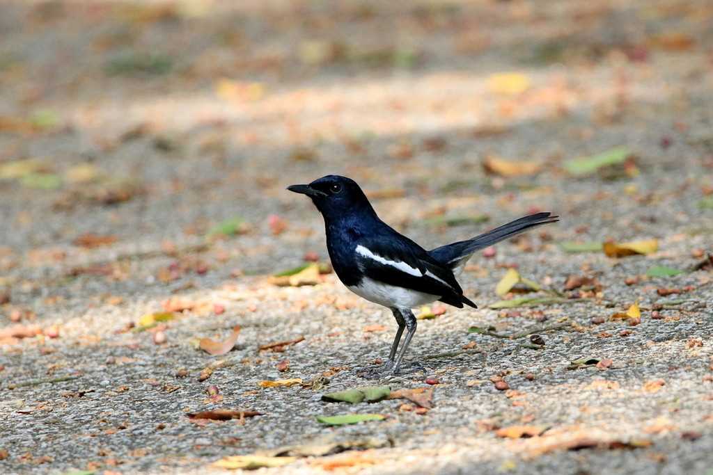 Photo of Oriental Magpie-Robin at Dairy Farm Nature Park by とみやん