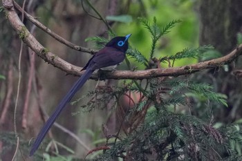 サンコウチョウ 八王子城跡 2023年6月10日(土)