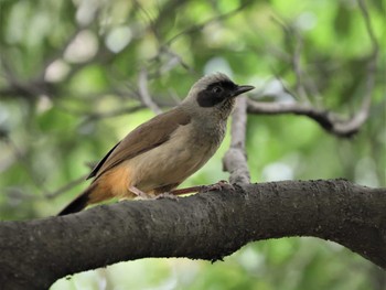 Masked Laughingthrush 多摩川 Mon, 6/26/2023