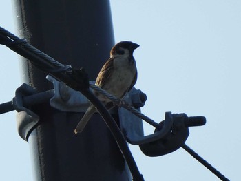 Eurasian Tree Sparrow 恩田川(高瀬橋付近) Sun, 8/5/2018